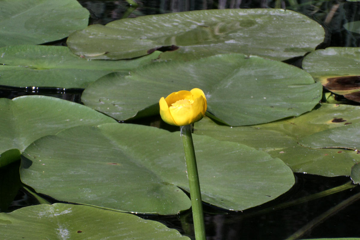 Nuphar luteum